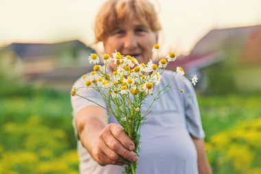 Yaşlı bir kadın elinde şifalı bitkiler ve çiçekler tutuyor. Seçici odaklanma. Doğa.