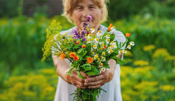 Old Woman Holds Medicinal Herbs Flowers Her Hands Selective Focus — Stock Photo, Image