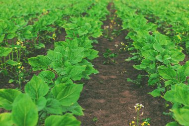 Tarlada küçük ayçiçeği filizleri. Seçici odaklanma. Doğa.
