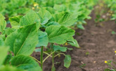 Tarlada küçük ayçiçeği filizleri. Seçici odaklanma. Doğa.