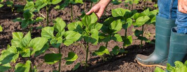 Bir çiftçinin elinde bir tarlada ayçiçeği filizleniyor. Seçici odaklanma. Doğa.