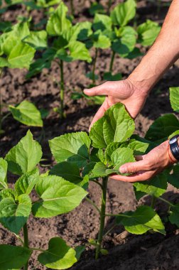 Bir çiftçinin elinde bir tarlada ayçiçeği filizleniyor. Seçici odaklanma. Doğa.
