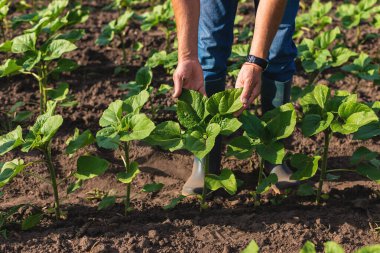 Bir çiftçinin elinde bir tarlada ayçiçeği filizleniyor. Seçici odaklanma. Doğa.