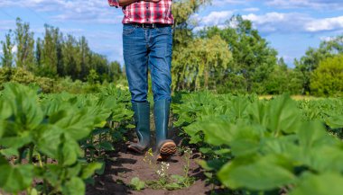 Bir çiftçinin elinde bir tarlada ayçiçeği filizleniyor. Seçici odaklanma. Doğa.