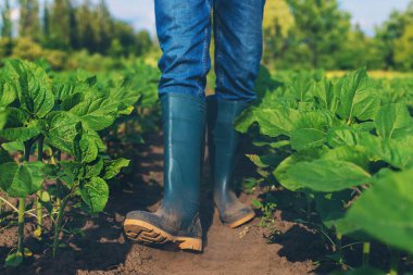 Bir çiftçinin elinde bir tarlada ayçiçeği filizleniyor. Seçici odaklanma. Doğa.