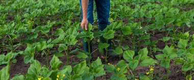 Bir çiftçinin elinde bir tarlada ayçiçeği filizleniyor. Seçici odaklanma. Doğa.