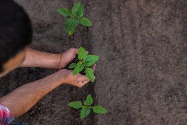 Bir çiftçinin elinde bir tarlada ayçiçeği filizleniyor. Seçici odaklanma. Doğa.