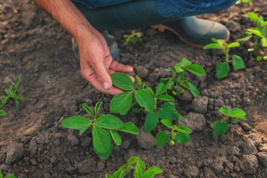 Tarlada bir çiftçinin elinde büyüyen soya fasulyesi filizleri. Seçici odaklanma. Doğa.