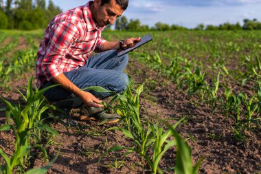 Tarladaki mısır filizleri çiftçinin elinde büyüyor. Seçici odaklanma. Doğa.