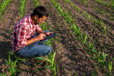 Tarladaki mısır filizleri çiftçinin elinde büyüyor. Seçici odaklanma. Doğa.