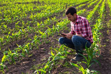 Tarladaki mısır filizleri çiftçinin elinde büyüyor. Seçici odaklanma. Doğa.