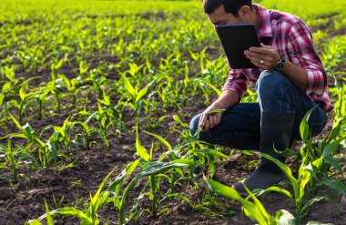 Tarladaki mısır filizleri çiftçinin elinde büyüyor. Seçici odaklanma. Doğa.