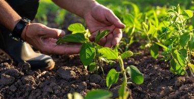 Tarlada bir çiftçinin elinde büyüyen soya fasulyesi filizleri. Seçici odaklanma. Doğa.