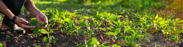 大豆芽生长在农民手中的田里 有选择的重点 — 图库照片