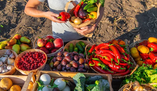 Una Mujer Compra Frutas Verduras Mercado Agricultores Enfoque Selectivo Comida —  Fotos de Stock