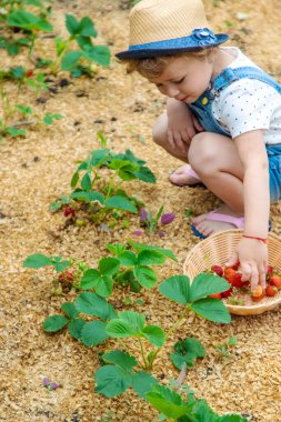 Bir çocuk bahçede çilek yer. Seçici odaklanma. Yiyecek..