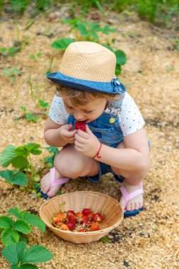 Bir çocuk bahçede çilek yer. Seçici odaklanma. Yiyecek..