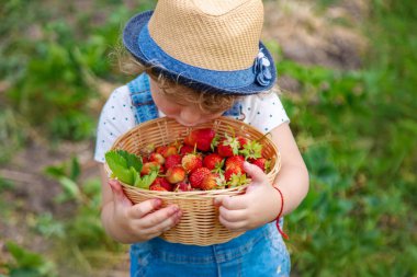 Bir çocuk bahçede çilek yer. Seçici odaklanma. Yiyecek..