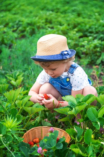 Bir Çocuk Bahçede Çilek Yer Seçici Odaklanma Yiyecek — Stok fotoğraf