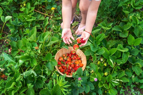 Bir Çocuk Bahçede Çilek Yer Seçici Odaklanma Yiyecek — Stok fotoğraf