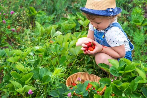 A child eats strawberries in the garden. Selective focus. Food.