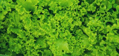 Bahçede marul yeşili. Seçici odaklanma. Doğa.