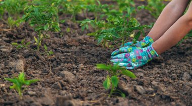 Bir çiftçi bahçede domates yetiştirir. Seçici odaklanma. Doğa.