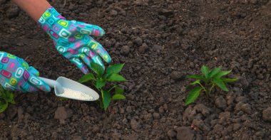 Bir çiftçi bahçedeki domatesleri gübreyle gübreler. Seçici odaklanma. Doğa.