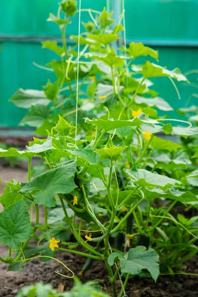 Cucumbers Grow Garden Selective Focus Food — Stock Photo, Image