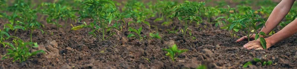 Agricultor Planta Tomates Jardín Enfoque Selectivo Naturaleza — Foto de Stock