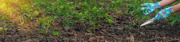 Een Boer Bemest Tomaten Tuin Met Salpeter Selectieve Focus Natuur — Stockfoto
