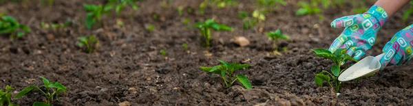Agricultor Fertiliza Tomates Jardín Con Salitre Enfoque Selectivo Naturaleza — Foto de Stock