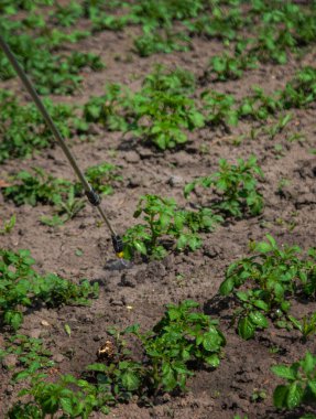 Haşereler için patates spreyi. Seçici odaklanma. Doğa.