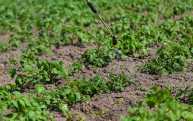 Haşereler için patates spreyi. Seçici odaklanma. Doğa.