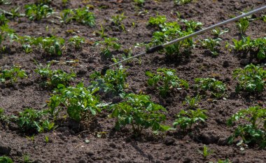 Haşereler için patates spreyi. Seçici odaklanma. Doğa.
