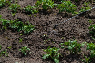 Haşereler için patates spreyi. Seçici odaklanma. Doğa.