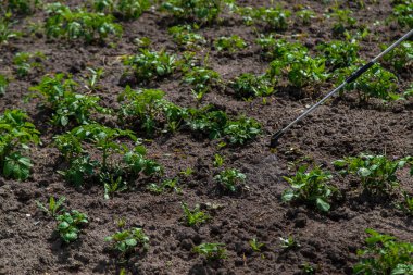 Haşereler için patates spreyi. Seçici odaklanma. Doğa.