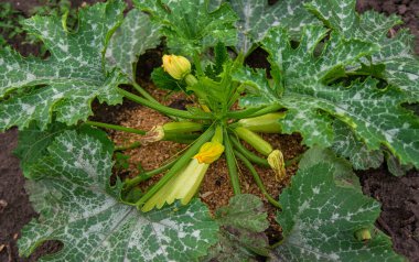 bahçede büyüyen kabak. Seçmeli odak. Doğa.