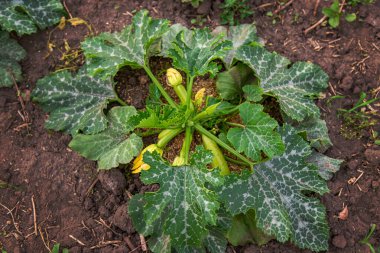 bahçede büyüyen kabak. Seçmeli odak. Doğa.