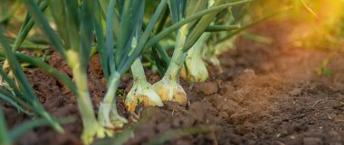 Bahçede soğan yetişiyor. Seçici odaklanma. Doğa.