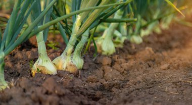 Bahçede soğan yetişiyor. Seçici odaklanma. Doğa.