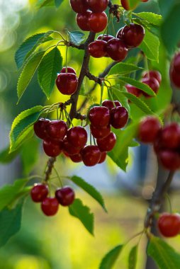 Bahçede olgun kirazlar. Seçici odaklanma. Yiyecek..