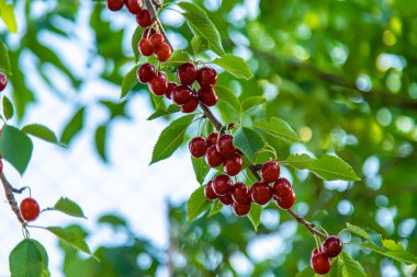 Bahçede olgun kirazlar. Seçici odaklanma. Yiyecek..