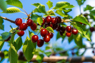 Bahçede olgun kirazlar. Seçici odaklanma. Yiyecek..