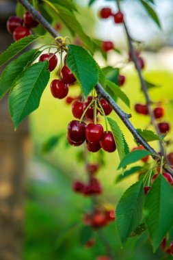 Bahçede olgun kirazlar. Seçici odaklanma. Yiyecek..