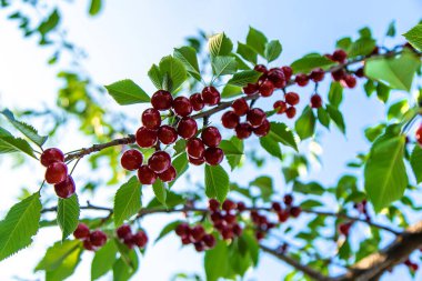 Bahçede olgun kirazlar. Seçici odaklanma. Yiyecek..
