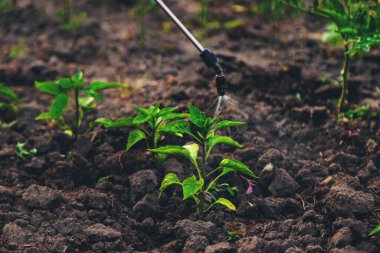 Bahçeye biber sıkmak. Seçici odaklanma. Doğa.