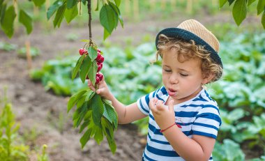 Bir çocuk bahçede kiraz topluyor. Seçici odaklanma. Doğa.