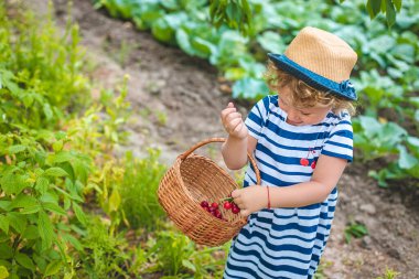 Bir çocuk bahçede kiraz topluyor. Seçici odaklanma. Doğa.