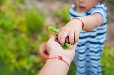 Bir çocuk bahçede kiraz topluyor. Seçici odaklanma. Doğa.